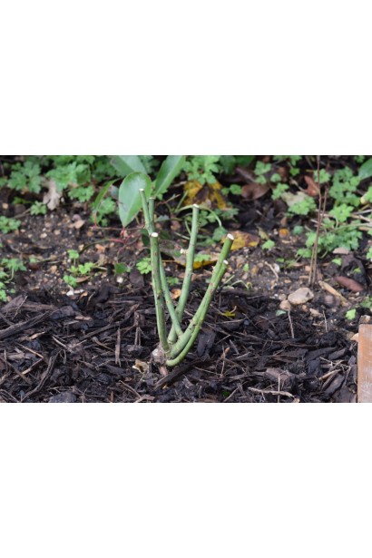 Посадка саджанця троянди Лувіана у відкритий грунт